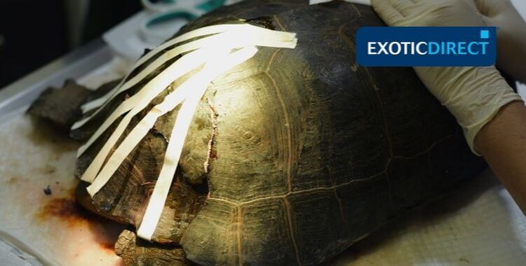 Tortoise Shell Rot  How To Spot, Prevent And Treat This Dangerous