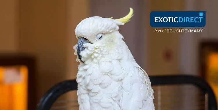 Do you need a licence for a Bird of Prey? - ExoticDirect